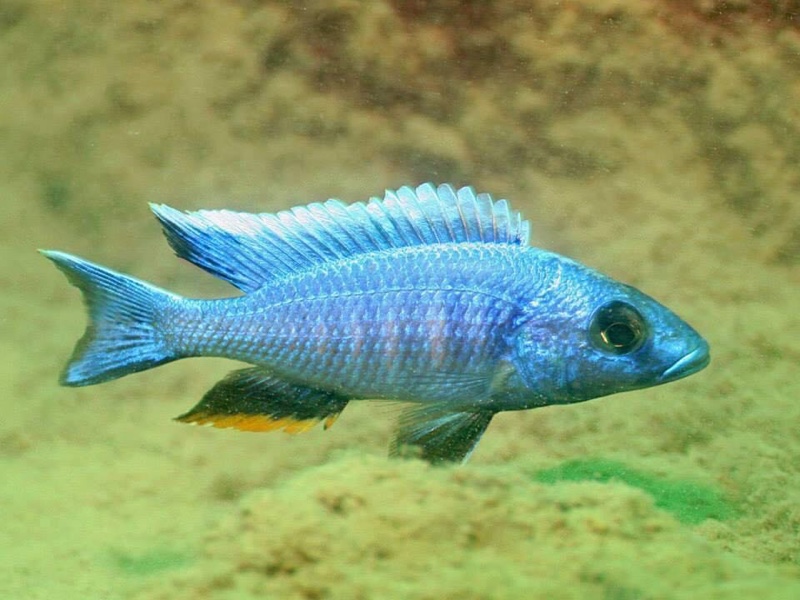 Otopharynx lithobates 'Mumbo Island'